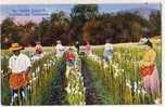 AGRICULTURE ..CUEILLETTE.. FLEURS..PLANTES....TUBERE USES - Landwirtschaftl. Anbau