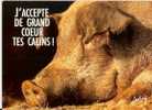 Cochon Entrain De Dormir: J´ Accepte De Grand Coeur Tes Calins ! Photo Cosmos (08-1747) - Maiali