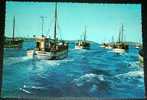 Boat,Ships,Fishing,Fleet, Sweden,Bohuslan,Postcard - Fishing Boats