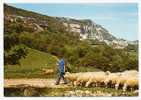 ROQUEFORT Un Troupeau De Brebis Devant Le Site De Roquefort Où S'élabore Le Célèbre Fromage Du Même Nom  (8A376) - Roquefort