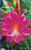 Télécarte Japon Fleur CACTUS / 110-174268 - KAKTUS Blume TK - Japan Flower Phonecard - 90 - Blumen