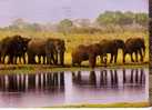 ELEPHANTS  - AFRIQUE - Elephants