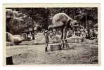 PARIS  /  JARDIN  ZOOLOGIQUE  DE  VINCENNES  /  L' ELEPHANT  EQUILIBRISTE   ( A Voyagé En 1936 ) - Elephants