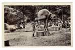 PARIS  /  JARDIN  ZOOLOGIQUE  DE  VINCENNES  /  L' ELEPHANT  EQUILIBRISTE   ( A Voyagé En 1936 ) - Éléphants
