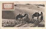 Algérie  Algeria Carte Maximum Halte Saharienne Maxicard Maxikarten Camels Chameaux Dromadaires - Maximumkarten