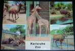 Zoo,Karlsruhe,Animal Park,Camel,Elephant,Giraffe,Hippopotamus,Antilope,Multipicture,postcard - Éléphants