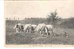 LABOURAGE  EN NIVERNAIS - Cultures