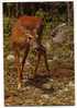 ENTIER POSTAL CANADA UN CERF DANS LE PARC ALGONQUIN GIBIER - Game