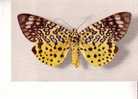 MOOREA ARGUS - Assam - Collection  Boubée -  N° 3 - Butterflies