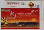 Red Crowned Crane Bird,China 2008 Dexing Post Office Advertising Pre-stamped Card - Kraanvogels En Kraanvogelachtigen