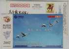 Swan Bird,China 2002 Lushan Telecom Service Advertising Pre-stamped Card - Cygnes
