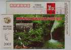 White Egret Bird Habitat,wuditan Waterfall,China 2003 Nanchang Provincial Forest Park Advertising Pre-stamped Card - Ooievaars