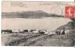 15 -  Lac Des BONDES, Près Riom-es-Montagnes  -   Animée  Berger Et Son Troupeau De Moutons - Mauriac