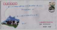 China 2004 Qizhou High Quality Dairy Cattle Farm Advertising Postal Stationery Envelope - Farm