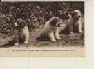 Les Pyrénées - Petits Chiens De Montagne Du Chenil-club D'ARGELÈS. - Argeles Gazost