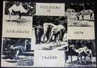 Zoo,Zoologischen Garten,Croatia,Zagreb,Elephants,Camel,Zebra,Ostrich,Multipicture,postcard - Elephants