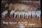 Animals,Domestic,Pig,Sow, Piggy,Breasting,Eating,postcard - Schweine