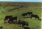 GROUPE DE TAUREAUX - Toros