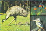 AUSTRALIA : 1981 : Post.Stat. : FAUNA,BIRDS,EMU,KOOKABURRA,LORIKEETS, - Ganzsachen