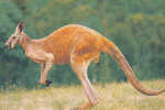 AUSTRALIA : 1978 : Post.Stat. : FAUNA,FAUNE,KANGOEROE,KANGAROO, - Ganzsachen