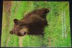 Animals,Bear,Cub,Young,postcard - Bears