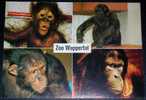 Animals,Monkey,Types,Chimp,Orangutan,Gorilla,ZOO Wuppertal,Multipicture,postcard - Monkeys