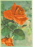 URSS Russie : EP Rose Fleur Plante Rouge - Roses