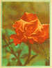 URSS Russie : EP Rose Fleur Plante Rouge - Rosen