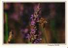 ABEILLE -  Fleur De Lavande  -   Photo ISLER - Insekten