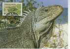 WM0467 Iguane Cyclura Carinata Turks Et Caiques 1986 FDC Premier Jour Maximum WWF - Andere & Zonder Classificatie