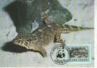 WM0616 Gecko Tarentola Gigas Brancoensis Cap Vert 1986 FDC Premier Jour Maximum WWF - Andere & Zonder Classificatie