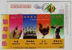 Porcine,rooster,chicken,cattle,poultry Farming,China 2006 Kangdi Feed Additive Advertising Pre-stamped Card - Farm