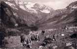 CPSM Format CPA Belle Carte Postale FRANCE Paysage Alpestre Vaches Paturage En Haute-Montagne Animée - REAL PHOTO TBE - Viehzucht