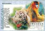 Tiger Monkey Gabbion  ,  Pre-stamped Card , Postal Stationery - Mono