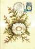 FL 02 - Maximum Card - Flowers, Carline Thistle - Maximumkarten