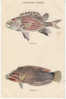 Hawaiian Fishes Series Vintage Postcard, #145/1 Hawaii & South Seas Curio Co, Ala-Ihi And Akilolo - Sonstige & Ohne Zuordnung