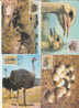 SWA  1985  The  Ostrich  Maximum  Cards - Ostriches