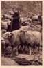 CPA Belle Carte Postale FRANCE Pâtre PASTEUR Et Troupeau - élevage De Mouton - - Elevage