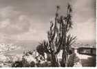 Jardins Exotiques De Monaco - La Principauté De Monaco Vue à Travers Les Cereus Et Yaccas Du Jardin Exotique - Exotische Tuin