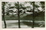 31. Cpsm. BASSIN DE SAINT-FERREOL. Le Bassin Vu à Travers Les Pins. 9 - Saint Ferreol