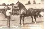 MORTAGNE....CONCOURS HIPPIQUE DE CHEVAUX PERCHERON - Mortagne Au Perche