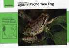 Frogs / Pacific Tree Frog / Special Cards (postcards) With Printed Explanation From The Back Side (exponats) - Kikkers