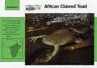 Frogs / African Clawed Frog / Special Cards (postcards) With Printed Explanation From The Back Side (exponats) - Ranas