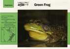 Frogs / Green Frog / Special Cards (postcards) With Printed Explanation From The Back Side (exponats) - Rane