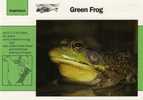 Frogs / Green Frog / Special Cards (postcards) With Printed Explanation From The Back Side (exponats) - Frogs