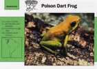 Frogs / Poison Dart Frog / Special Cards (postcards) With Printed Explanation From The Back Side (exponats) - Frogs