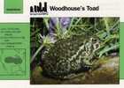 Frogs / Woodhouse`s Frog / Special Cards (postcards) With Printed Explanation From The Back Side (exponats) - Frösche