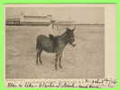 ATLANTIC CITY, NJ - CHILDREN´S  PASTIME,  DUNKY RIDE - CARD TRAVEL IN 1906 - SOUVENIR POST CARD CO - UNDIVIDED BACK - - Atlantic City