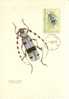 91 Maximum Card - Insectes, Alpine Longicom Beetle - Maximum Cards