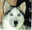 BRAZIL - HUSKY PUZZLE - Rompecabezas